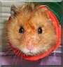 Nico the Syrian hamster