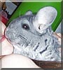 Romie the Velvet Black Chinchilla