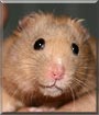 Ringo the Bear Hamster