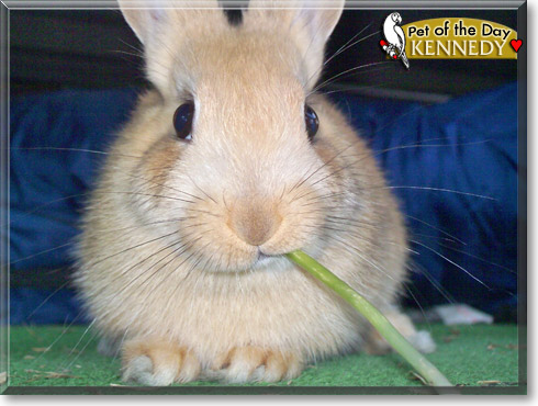 Kennedy, the Pet of the Day