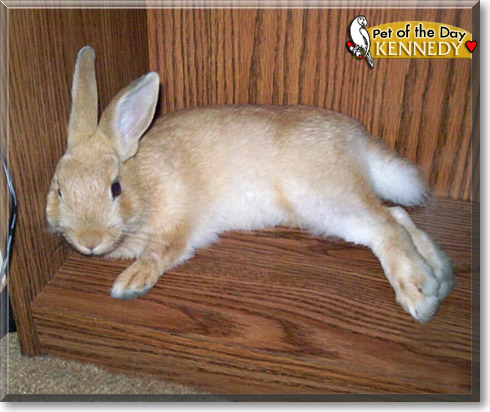 Kennedy, the Pet of the Day