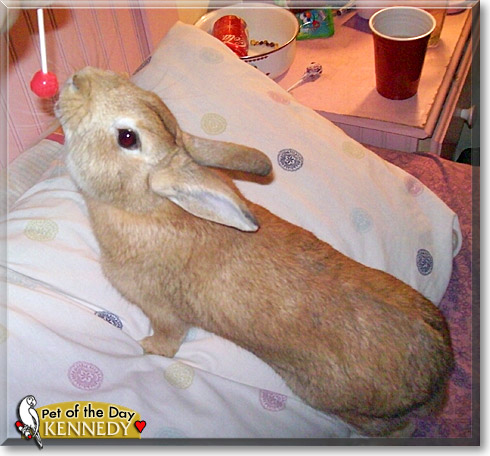Kennedy, the Pet of the Day