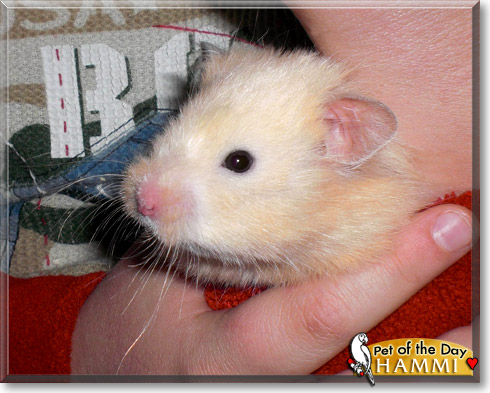 Hammi, the Pet of the Day Hammi, the Pet of the Day