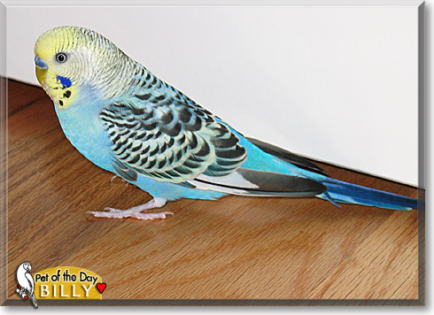 Billy, the Pet of the Day Billy, the Pet of the Day