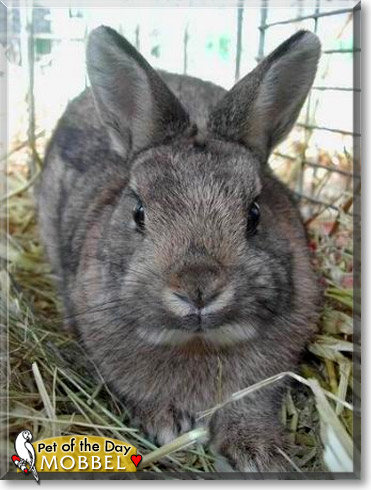 Mobbel, the Pet of the Day