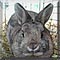 Pet of the Day
