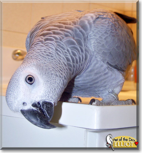 Elliot, the Pet of the Day Elliot, the Pet of the Day