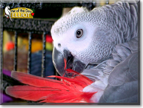 Elliot, the Pet of the Day Elliot, the Pet of the Day