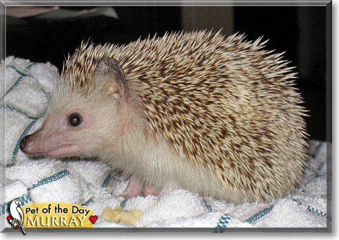 Murray, the Pet of the Day Murray, the Pet of the Day