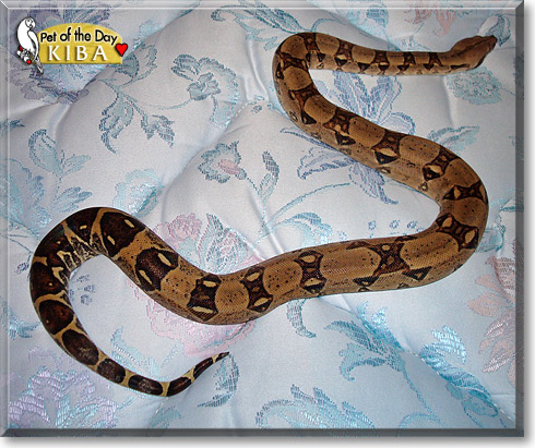 Kiba, the Pet of the Day Kiba, the Pet of the Day