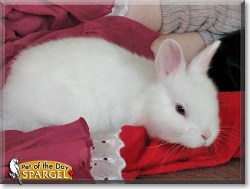 Spargel, the Pet of the Day Spargel, the Pet of the Day