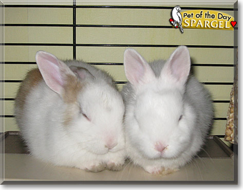 Spargel, the Pet of the Day Spargel, the Pet of the Day