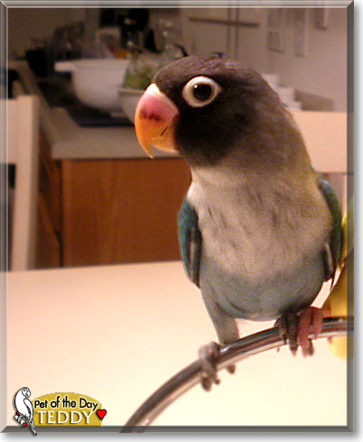 Teddy, the Pet of the Day Teddy, the Pet of the Day