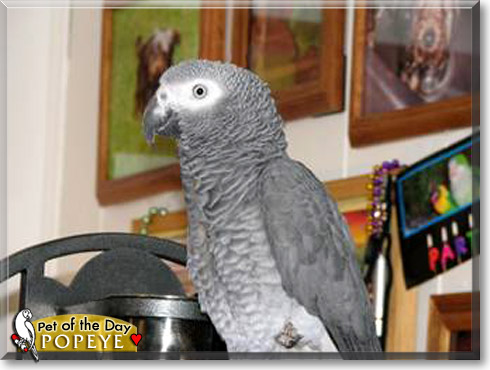 Popeye, the Pet of the Day Popeye, the Pet of the Day