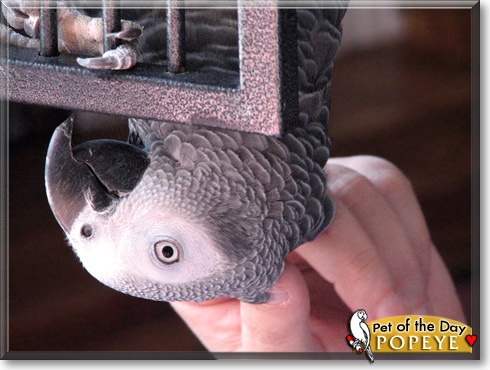 Popeye, the Pet of the Day Popeye, the Pet of the Day