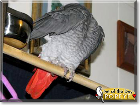 Popeye, the Pet of the Day Popeye, the Pet of the Day