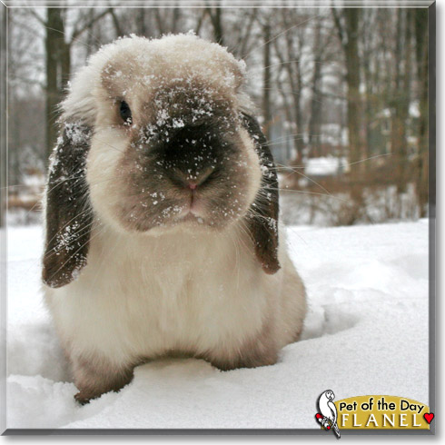 Flanel, the Pet of the Day Flanel, the Pet of the Day