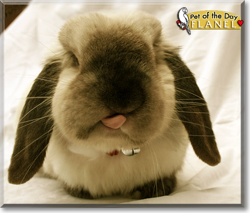 Flanel, the Pet of the Day Flanel, the Pet of the Day