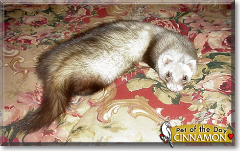 Cinnamon, the Pet of the Day