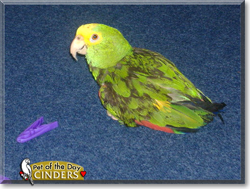 Cinders, the Pet of the Day