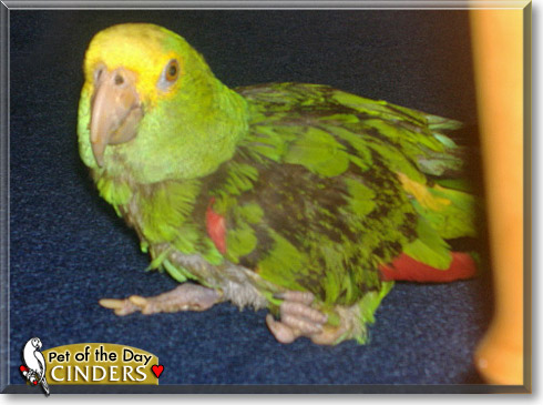 Cinders, the Pet of the Day