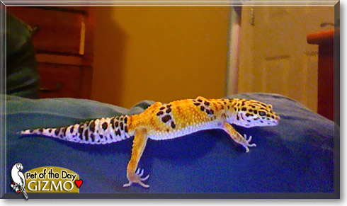 Gizmo, the Pet of the Day Gizmo, the Pet of the Day