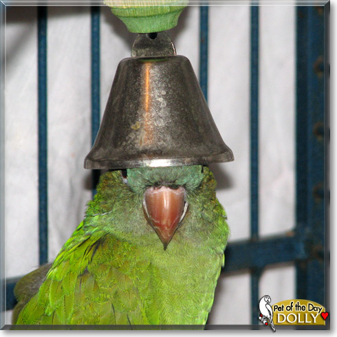 Dolly, the Pet of the Day Dolly, the Pet of the Day
