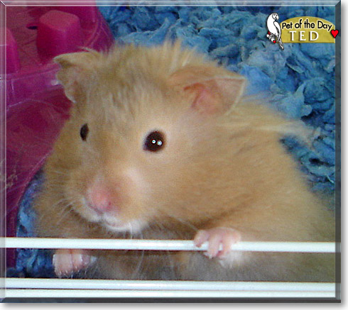 Ted, the Pet of the Day