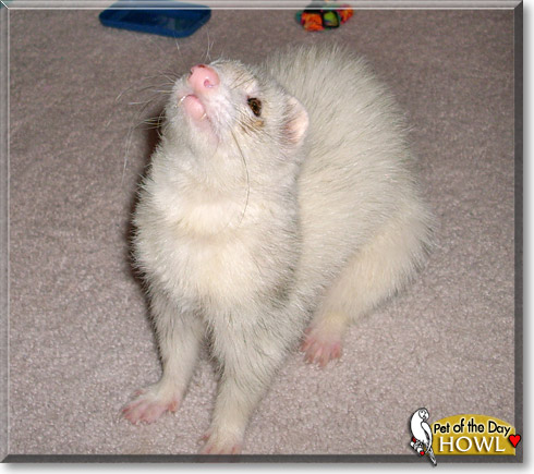 Howl, the Pet of the Day Howl, the Pet of the Day