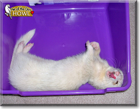 Howl, the Pet of the Day Howl, the Pet of the Day