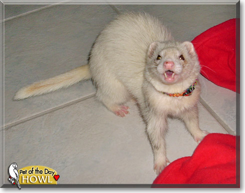 Howl, the Pet of the Day Howl, the Pet of the Day