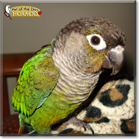 Horacio, the Pet of the Day Horacio, the Pet of the Day