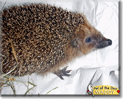 Maddy, the Pet of the Day Maddy, the Pet of the Day
