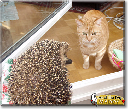 Maddy, the Pet of the Day Maddy, the Pet of the Day