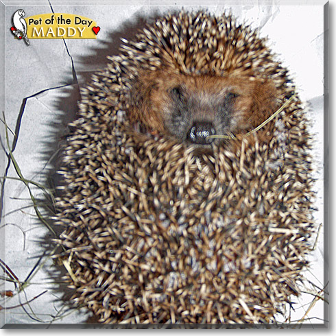Maddy, the Pet of the Day Maddy, the Pet of the Day