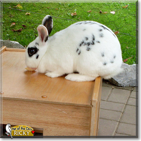 Ricky, the Pet of the Day