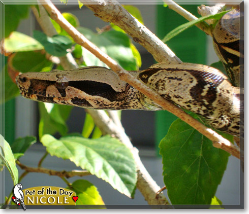 Nicole, the Pet of the Day Nicole, the Pet of the Day