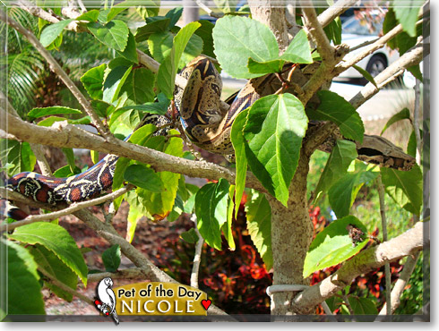 Nicole, the Pet of the Day Nicole, the Pet of the Day