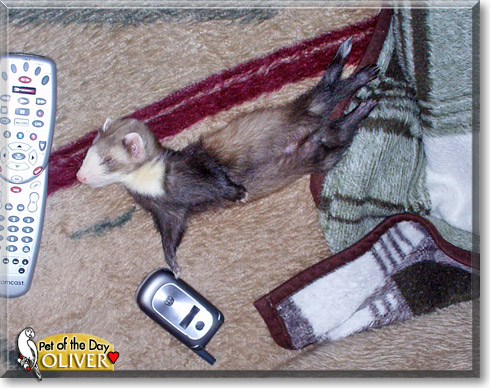 Oliver, the Pet of the Day