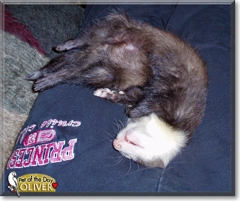 Oliver, the Pet of the Day