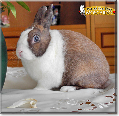 Moscardo, the Pet of the Day
