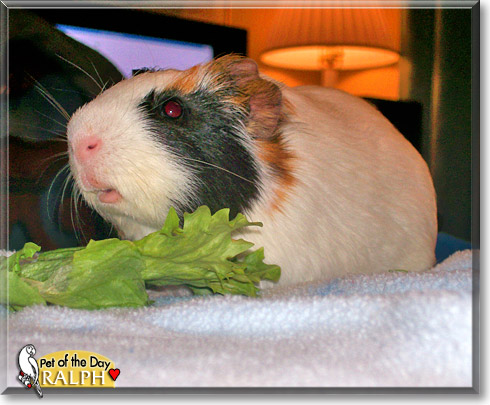 Ralph, the Pet of the Day