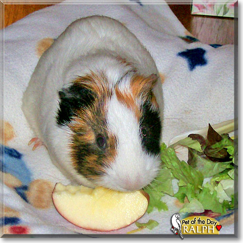 Ralph, the Pet of the Day Ralph, the Pet of the Day