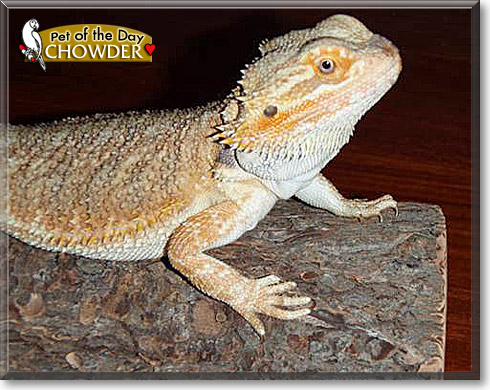 Chowder, the Pet of the Day Chowder, the Pet of the Day