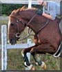 Betty the Quarter Horse