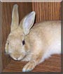 Kennedy the Dwarf Rabbit