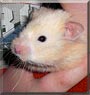 Hammi the Teddy Bear Hamster