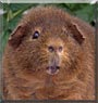 Mac the Agouti Guinea Pig
