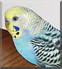 Billy the American Budgie