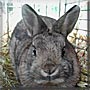 Mobbel the Rabbit